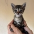 Minik tekir yavrusu yuva arıyor fotoğraf