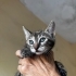 Minik tekir güzellik fotoğraf