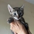 Minik tekir güzellik fotoğraf