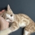 3 bacakli engelli kedi üç omurluk yuvasini ariyor fotoğraf