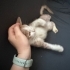 3 bacakli engelli kedi üç omurluk yuvasini ariyor fotoğraf