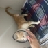 3 bacakli engelli kedi üç omurluk yuvasini ariyor fotoğraf
