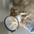 3 bacakli engelli kedi üç omurluk yuvasini ariyor fotoğraf