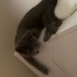 Çok neşeli ev ortamına uygun uyumlu bir kedi fotoğraf