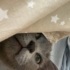 Çok neşeli ev ortamına uygun uyumlu bir kedi fotoğraf