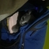 Çok neşeli ev ortamına uygun uyumlu bir kedi fotoğraf