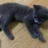 Çok neşeli ev ortamına uygun uyumlu bir kedi fotoğraf
