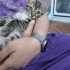 🦁 2 Aylık Minik ASLAN Kucağınızda Büyüsün 🐾 fotoğraf
