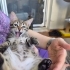 🦁 2 Aylık Minik ASLAN Kucağınızda Büyüsün 🐾 fotoğraf