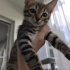 🦁 2 Aylık Minik ASLAN Kucağınızda Büyüsün 🐾 fotoğraf