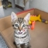 🦁 2 Aylık Minik ASLAN Kucağınızda Büyüsün 🐾 fotoğraf