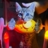 🦁 2 Aylık Minik ASLAN Kucağınızda Büyüsün 🐾 fotoğraf
