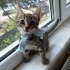 🤍 TOFU (2 Aylık) Şanslı Ailesini Arıyor 🐾 fotoğraf