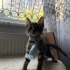 🤍 TOFU (2 Aylık) Şanslı Ailesini Arıyor 🐾 fotoğraf