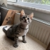 🤍 TOFU (2 Aylık) Şanslı Ailesini Arıyor 🐾 fotoğraf