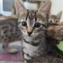 🤍 TOFU (2 Aylık) Şanslı Ailesini Arıyor 🐾 fotoğraf