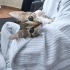 🌸 MİÇO (2 Aylık) Kış Gelmeden Sıcak Yuvasını Arıyor 🐾 fotoğraf