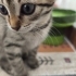 🌸 MİÇO (2 Aylık) Kış Gelmeden Sıcak Yuvasını Arıyor 🐾 fotoğraf