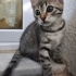 🌸 MİÇO (2 Aylık) Kış Gelmeden Sıcak Yuvasını Arıyor 🐾 fotoğraf