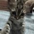 🌰 FİNDUK (2 Aylık) Ömürlük Yuvasını Bekliyor 🐾 fotoğraf