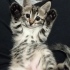 🌰 FİNDUK (2 Aylık) Ömürlük Yuvasını Bekliyor 🐾 fotoğraf