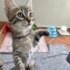 🌰 FİNDUK (2 Aylık) Ömürlük Yuvasını Bekliyor 🐾 fotoğraf