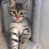 🌰 FİNDUK (2 Aylık) Ömürlük Yuvasını Bekliyor 🐾 fotoğraf