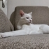 Leo Erkek Kısırlaştırılmış Oyuncu Kedi fotoğraf