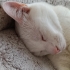 Leo Erkek Kısırlaştırılmış Oyuncu Kedi fotoğraf