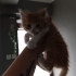 Soğuklar Başlamadan Bu Minik Yavruya Sıcak Bir Yuva Arıyoruz 🏡🐱 fotoğraf