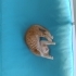 Soğuklar Başlamadan Bu Minik Yavruya Sıcak Bir Yuva Arıyoruz 🏡🐱 fotoğraf