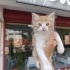 Soğuklar Başlamadan Bu Minik Yavruya Sıcak Bir Yuva Arıyoruz 🏡🐱 fotoğraf
