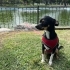Chihuahua 9,5 aylık sahiplendirme fotoğraf