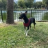 Chihuahua 9,5 aylık sahiplendirme fotoğraf