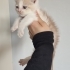 ACİL Minik Latte yuva arıyor fotoğraf