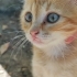 Güzelliği ile büyülüyor fotoğraf