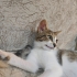 Sütten kesilmiş yavrular tel:0545 806 86 49 fotoğraf