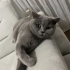 British Shorthairı,Özel nedenlerden dolayı ondan vazgeçtiler fotoğraf