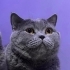 British Shorthairı,Özel nedenlerden dolayı ondan vazgeçtiler fotoğraf