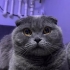 British Shorthair evden atilacak fotoğraf