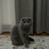 British Shorthair evden atilacak fotoğraf