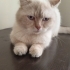 Cins kedi evden atilmis coktatli 🐱 çok tatli fotoğraf