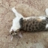 Çok akılı ve tatlı bir kedi fotoğraf