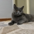 British Shorthair fotoğraf