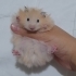 Safkan teddyler !açıklama! fotoğraf