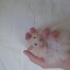Safkan teddyler !açıklama! fotoğraf