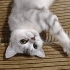 British Shorthair Yeni Yuvasını Arıyor fotoğraf