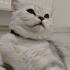 British Shorthair Yeni Yuvasını Arıyor fotoğraf