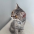 AÇIKLAMAYI OKUYUNUZ LÜTFEN fotoğraf