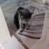 Kehribar gözlü uysal minik fotoğraf